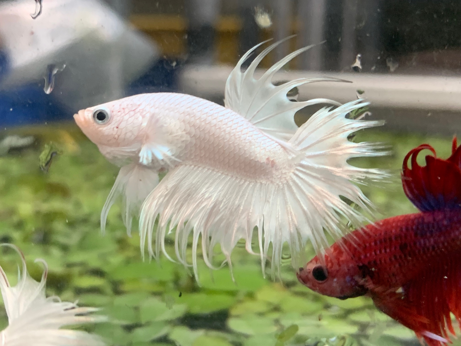 Betta Rô cá 7 màu dumbo hm 55k/đôi, màu đỏ rực rỡ, dễ nuôi không cần sủi oxy ...