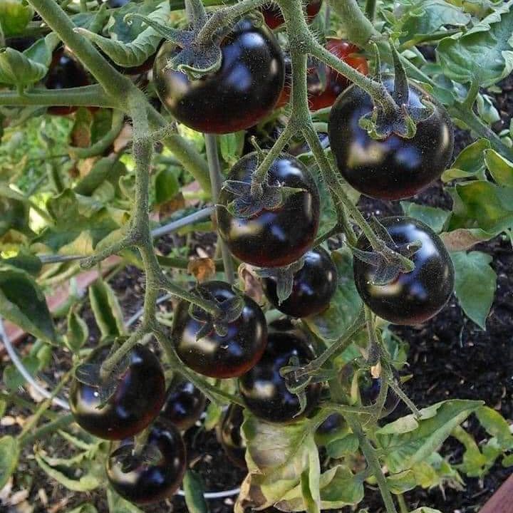 Hạt giống Cà Chua Cherry Đen Lai F1 Rado 643 nảy mầm tốt, trồng quanh năm - Hạt giống Rạng Đông
