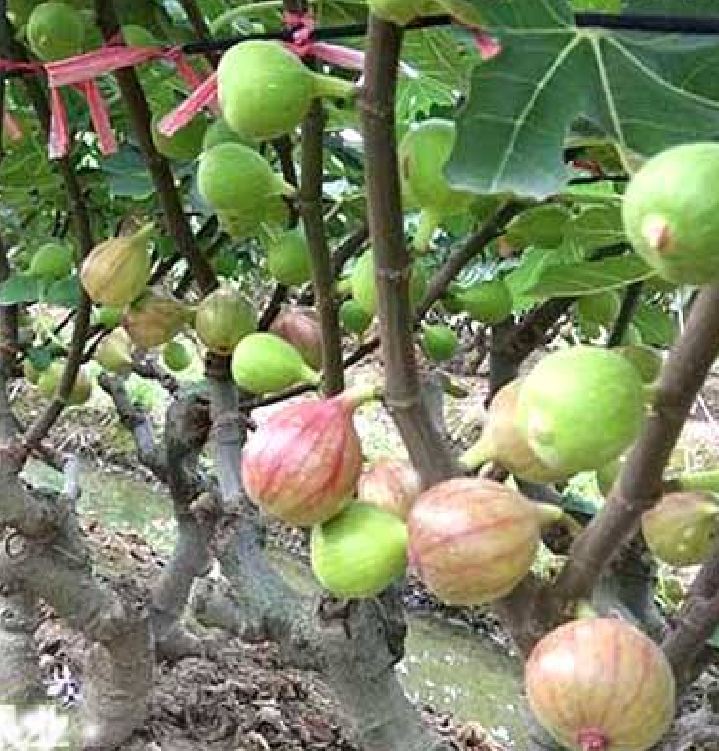 Hạt giống sung mỹ ngọt(sung đường) gói 10 hạt