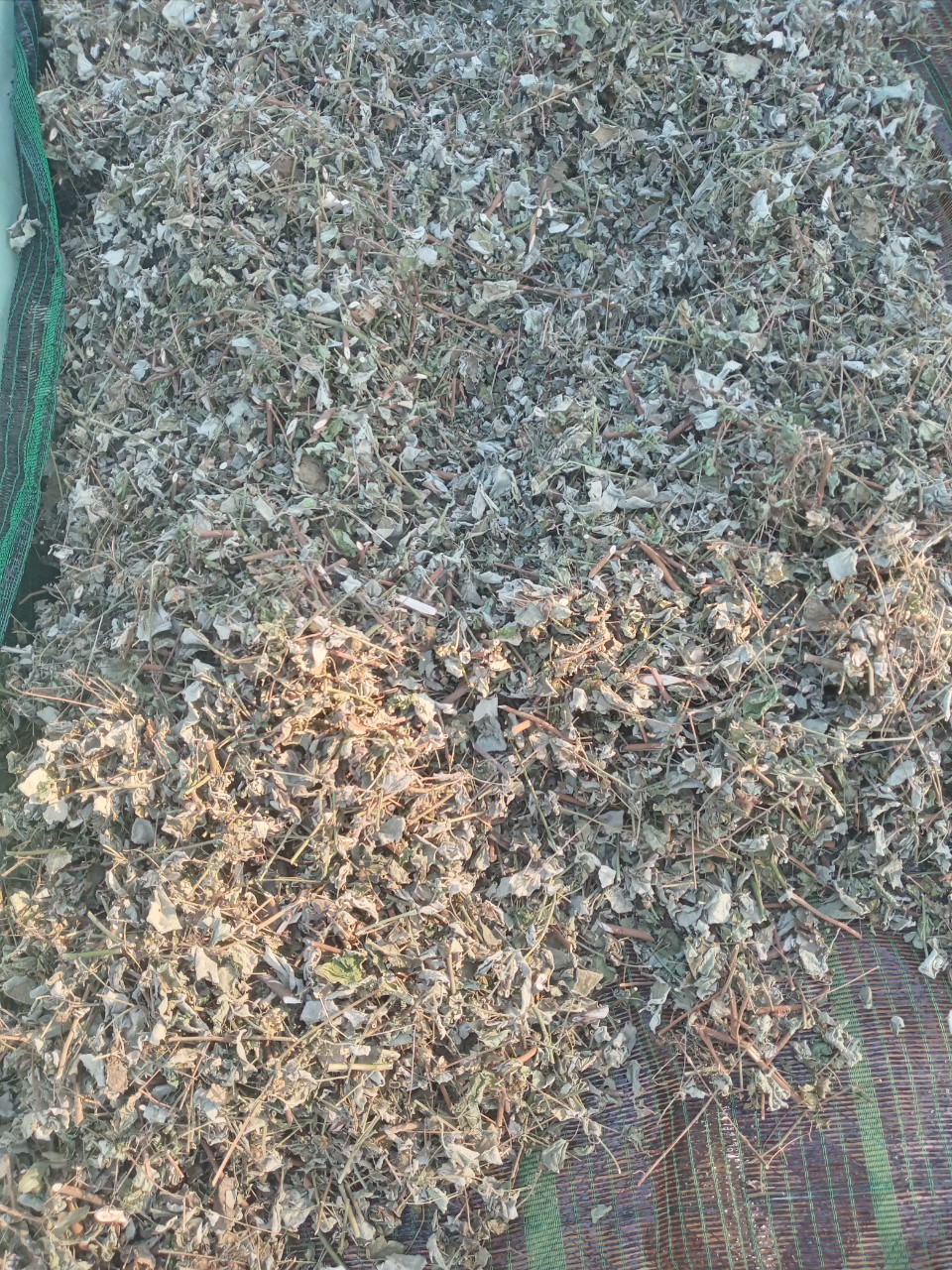 Ké dược liệu 500g phơi khô