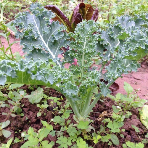 [Lấy mã giảm thêm 30%] Gói Hạt Giống Cải Kale