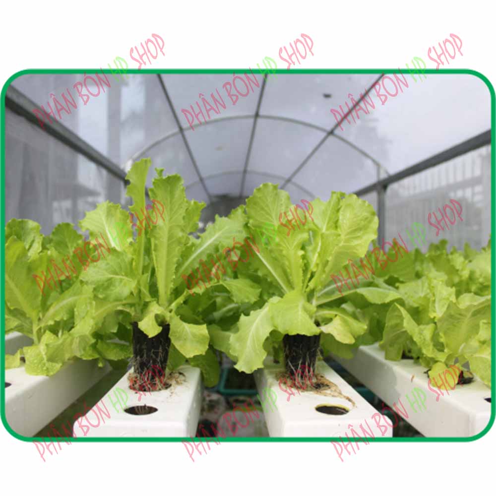Dinh Dưỡng Thủy Canh Rau Ăn Lá Hydro Leafy (200g)