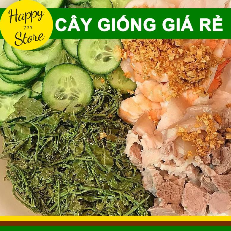 Cây Sầu Đâu Giống