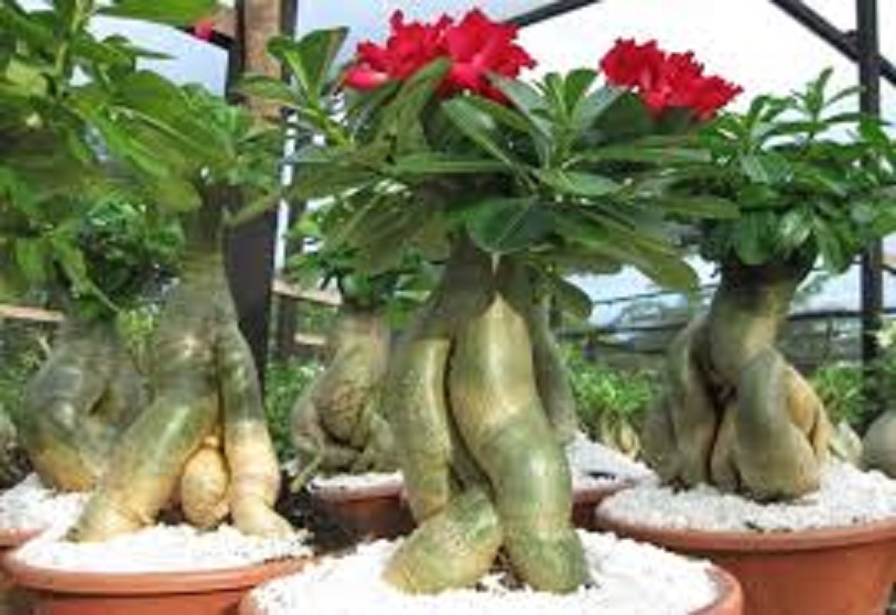 CÂY HOA SỨ THÁI CÁNH KÉP " ĐỎ LION " - BẢO HÀNH MẶT HOA KÉP Y ẢNH