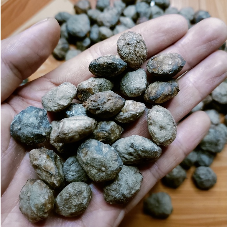 Hạt giống Cây Sấu dể trồng/Gói 5 hạt