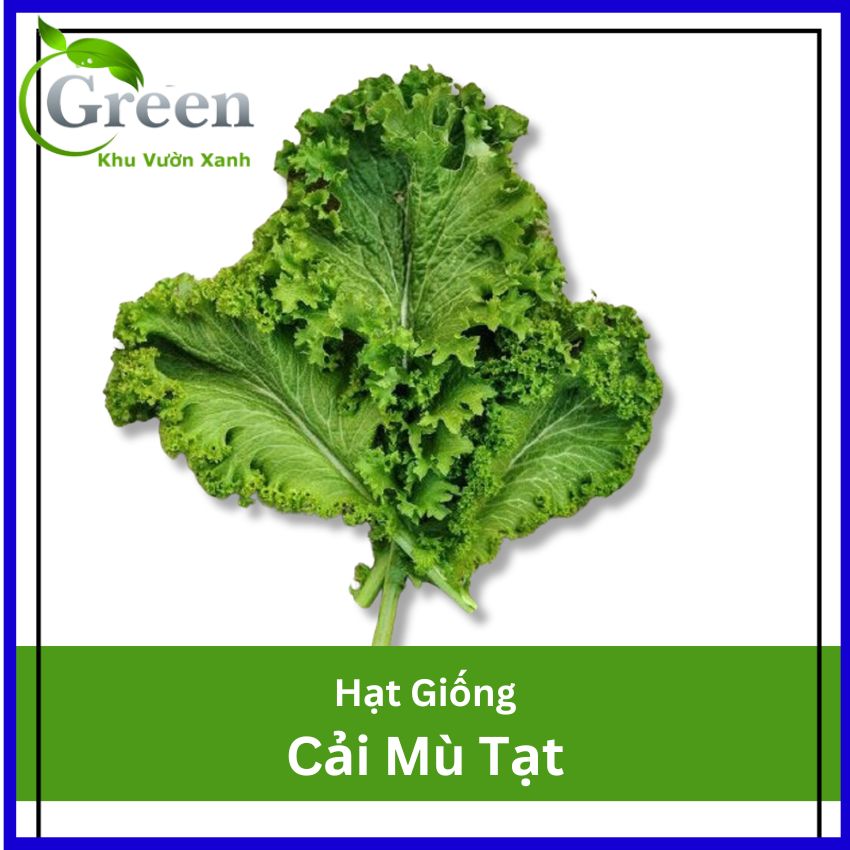 Hạt giống cải mù tạt chịu hạn
