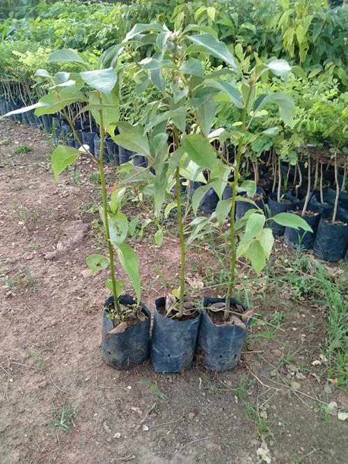 combo 2 cây xá xị ( gù hương) cao 50cm chuẩn giống