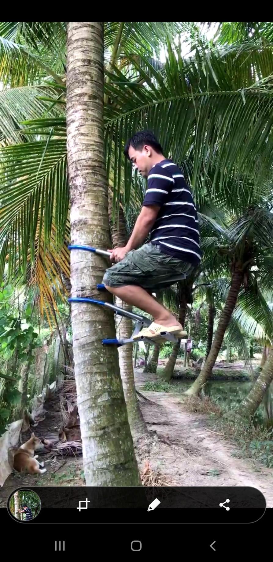DỤNG CỤ LEO CÂY DỪA KIỂU NGỒI LEO