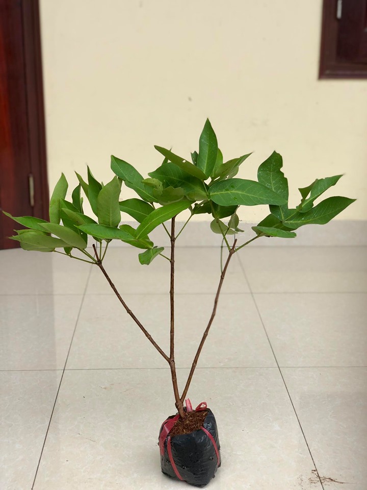 Cây roi đỏ thái lan - Mận đỏ cao 1m (Ảnh thật số 2)