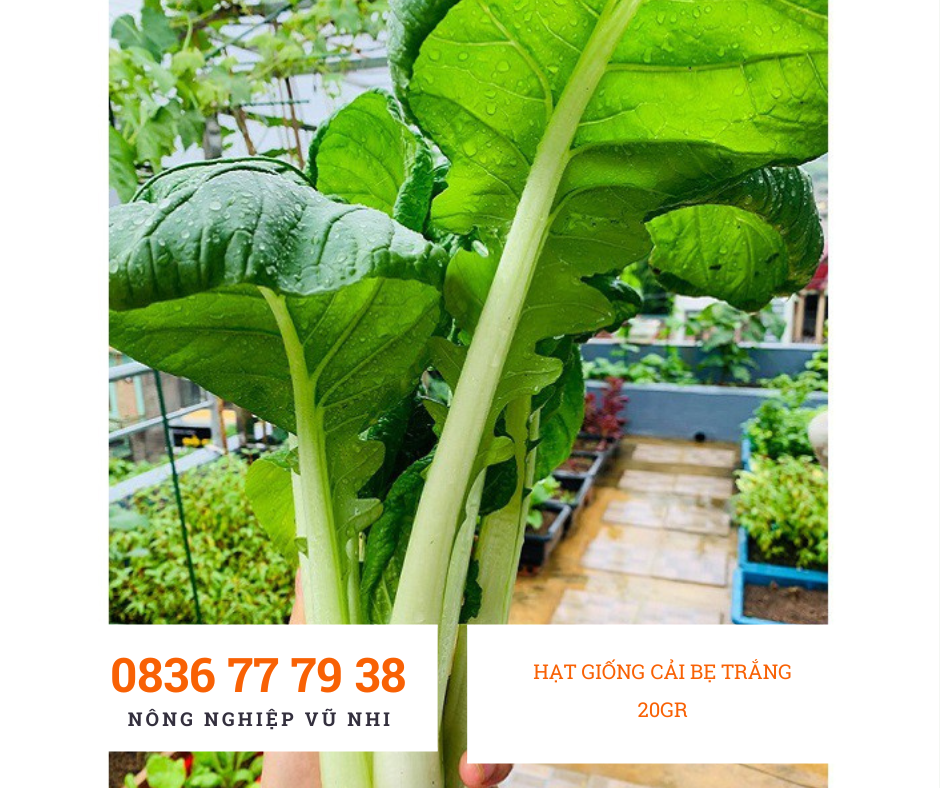 HẠT GIỐNG CẢI BẸ TRẮNG  20gr - hatgiong24h