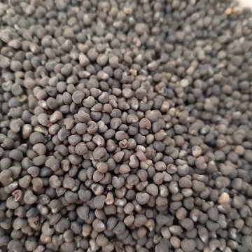 50 Hạt Giống Sâm Bố Chính