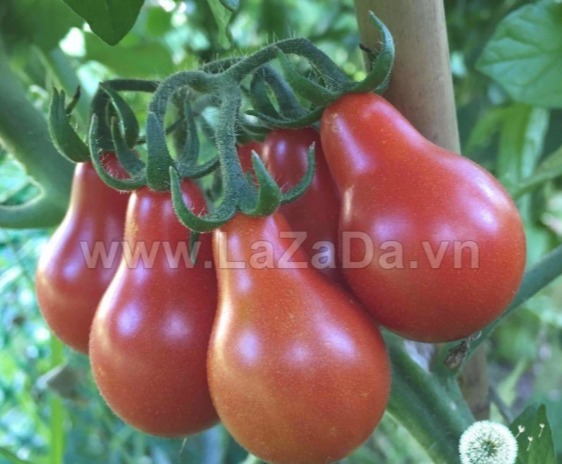 30h Hạt Giống Cà Chua Cherry Lê Đỏ (A3.102| B41*W45*M304)