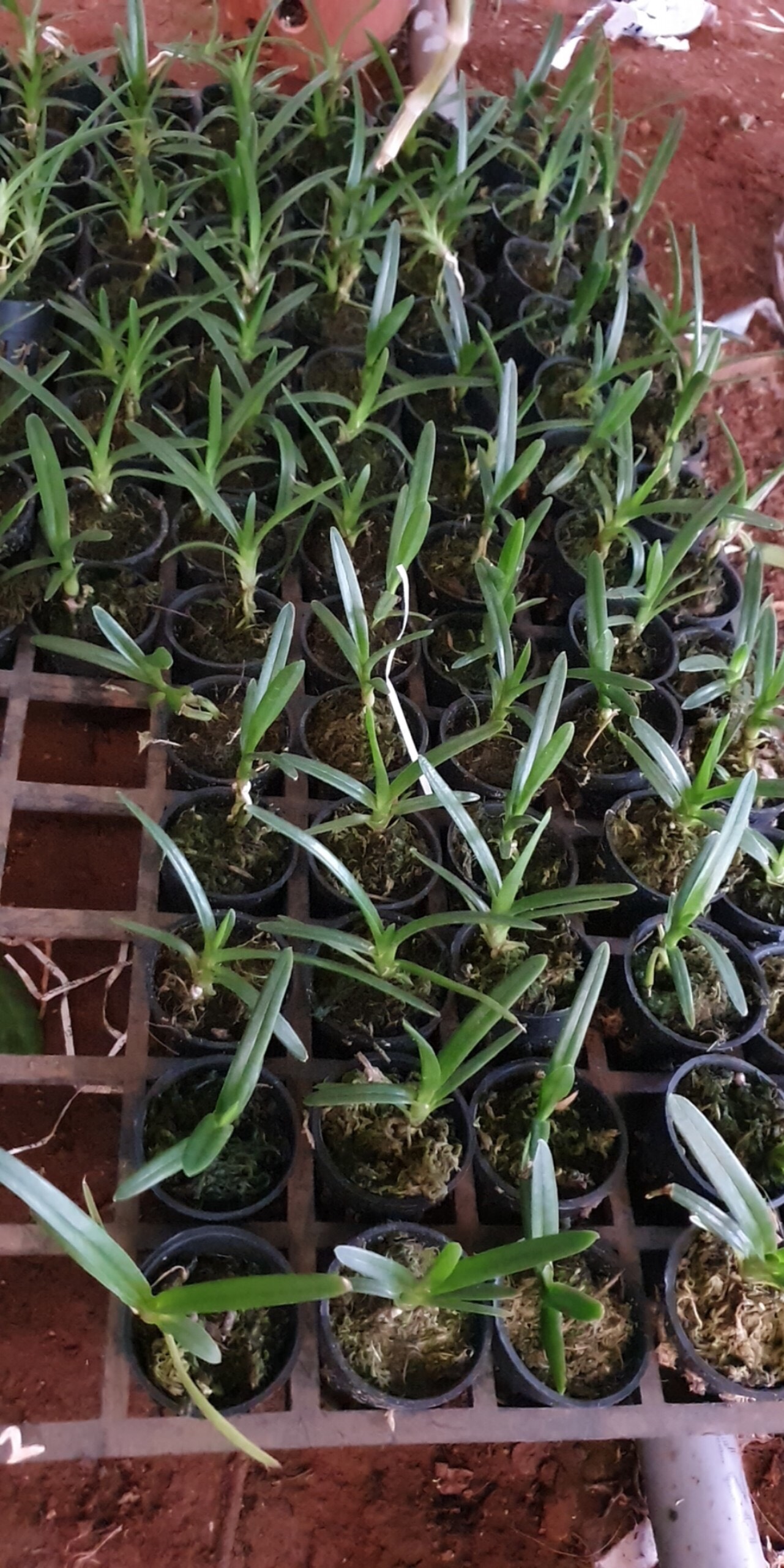 Kiếm xanh huế hàng giống