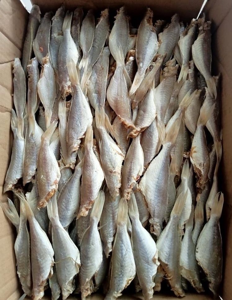 KHÔ CÁ ĐỔNG MƯỚT CHẮC THỊT - THƠM NGON ĐẶC SẢN CÀ MAU