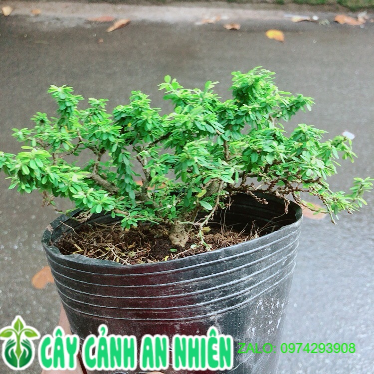 Linh sam hạt gạo