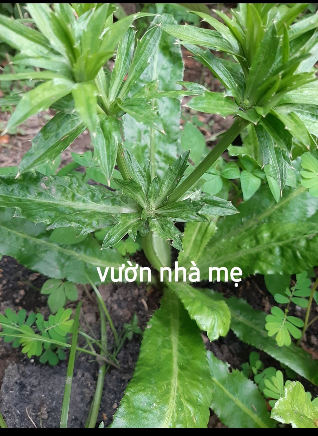 chậu 3 cây gia vị ngò gai ( ngò tàu)