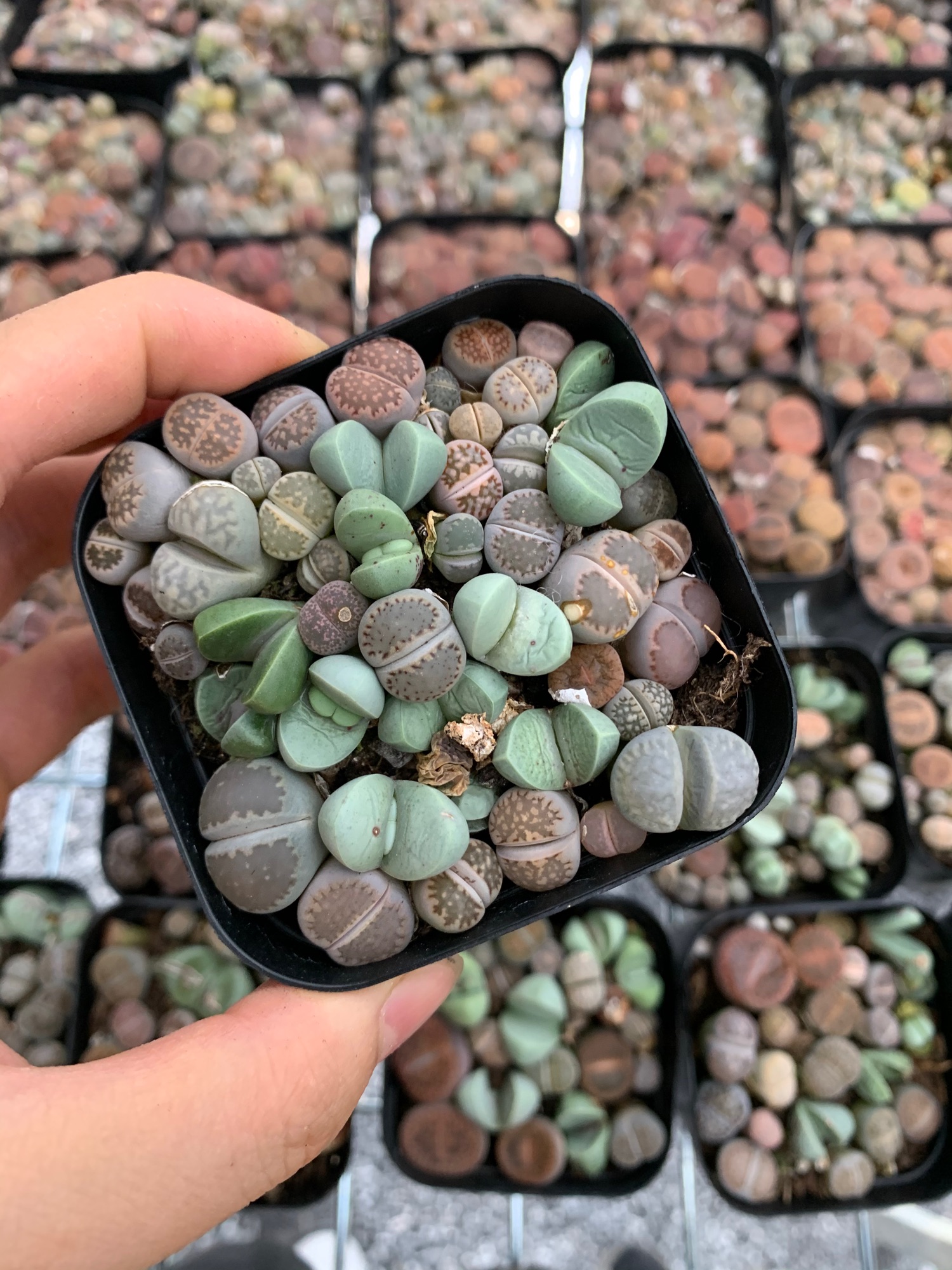 Thạch lan. Sen mông. Lithops