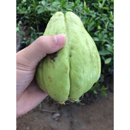 [ Nông Dân Khởi Nghiệp ] quả susu giống
