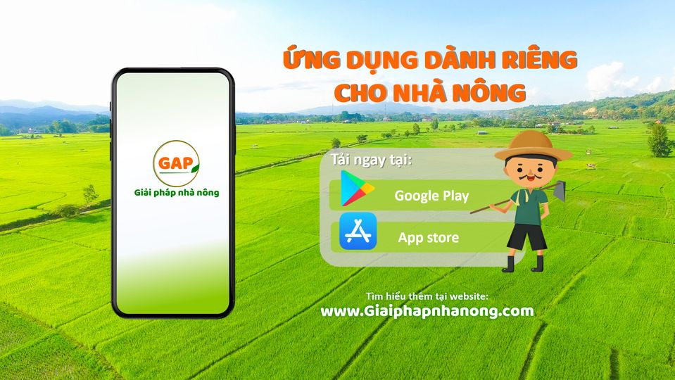 HẠT GIỐNG ĐẬU COVE LEO HẠT ĐEN 20G