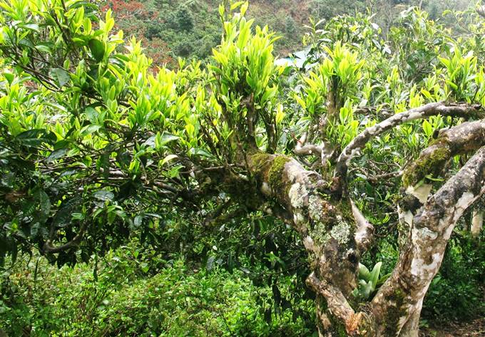 Cây giống trà tiến vua Hà Giang