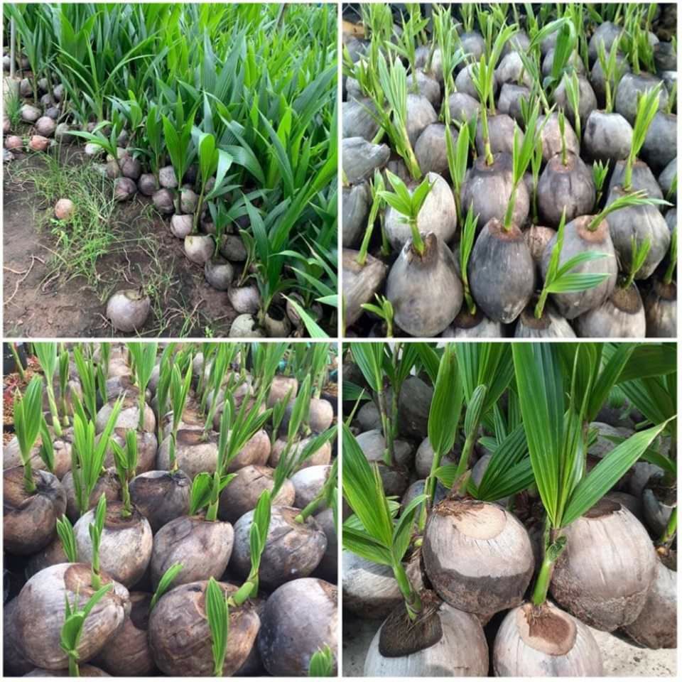 Cây Dừa xiêm lùn Thái Lan siêu trái.