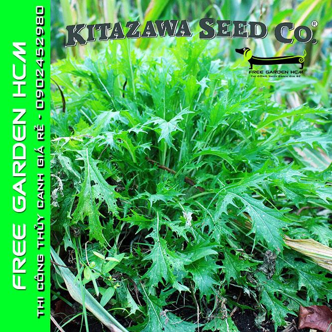 40.000 hạt giống cải mizuna early – kitazawa – mỹ