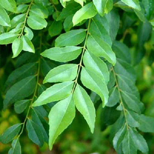 Lá Cà Ri Ông Chà Và 150g (Curry Leaf)
