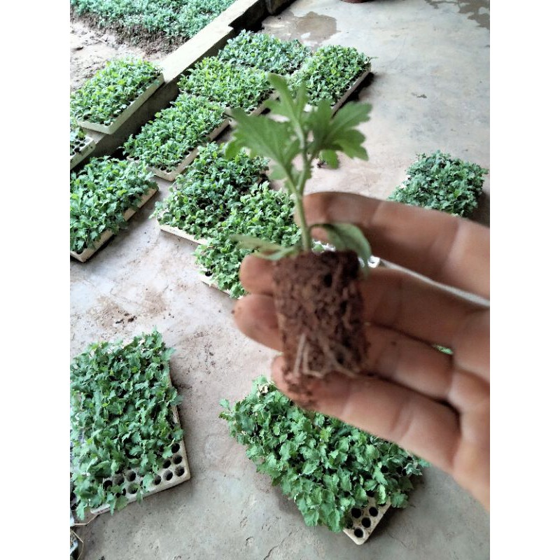 cây giống hoa cúc rủ làm trà