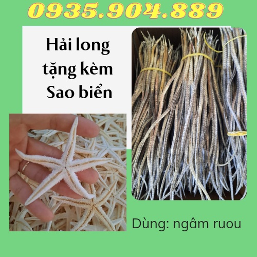 {Tặng 5 con sao biển} + 5 con Hải Long/Hải Xà biển khô dùng ngâm ruou