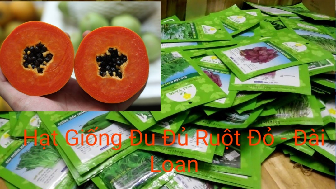 Hạt giống đu đủ ruột đỏ - đài loan