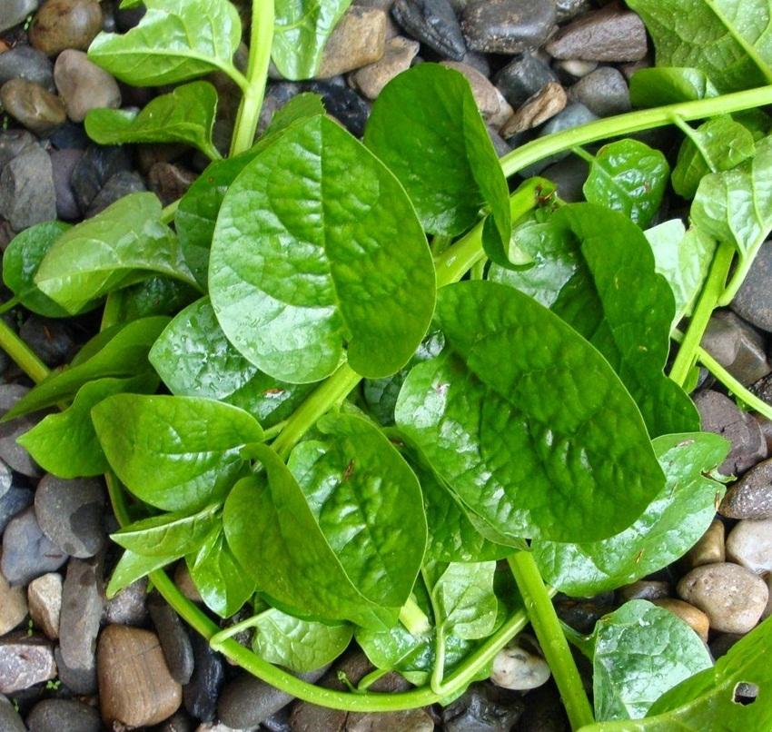 Hạt giống rau Mồng tơi lá to