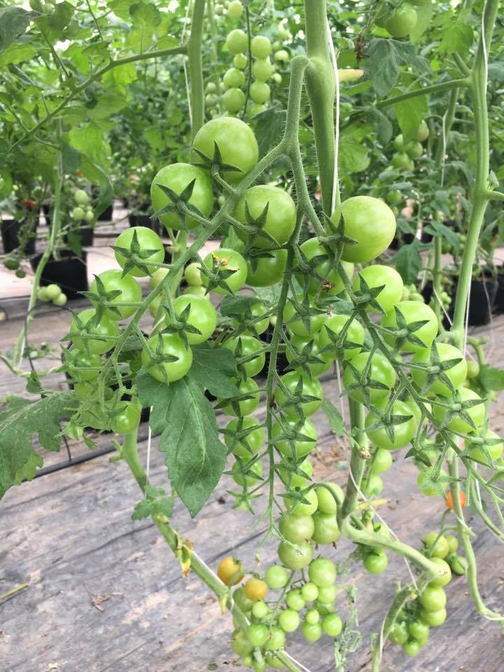 Hạt giống cà chua bi dây cherry đỏ - gói 30 hạt