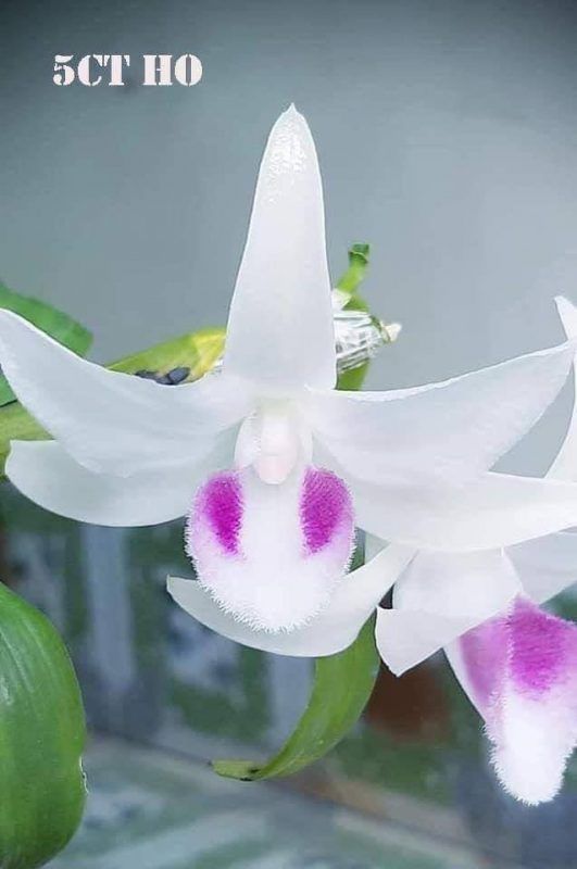 Phong Lan 5ct HO hàng đẹp rễ khỏe ấm chậu
