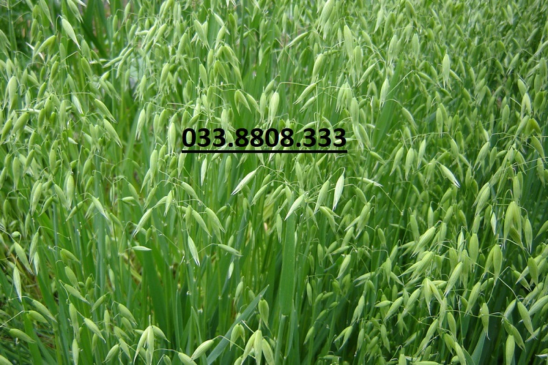 Hạt Giống Cỏ Yến Mạch 500g – Hạt Giống Cỏ Chăn Nuôi Chịu Lạnh Tốt - Chăn Nuôi Gia Súc Lớn và có thể dùng nuôi mèo