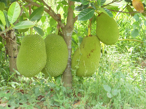 CÂY GIỐNG MÍT TỐ NỮ SIÊU SỚM