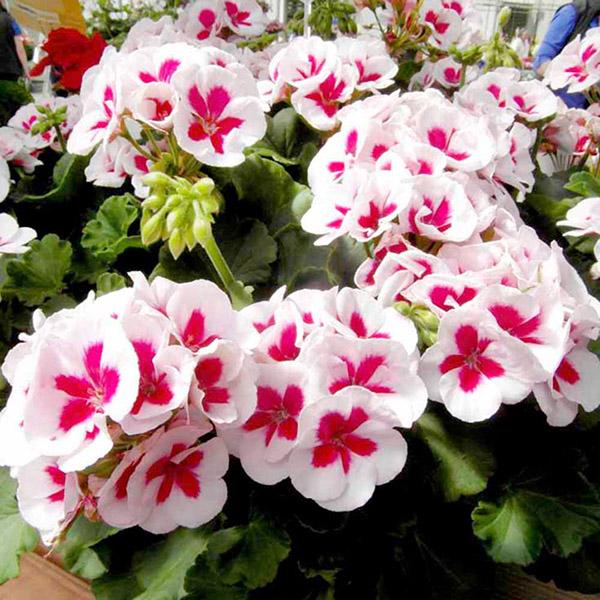 [Mới] - Combo 3 gói Hạt giống hoa phong lữ thảo