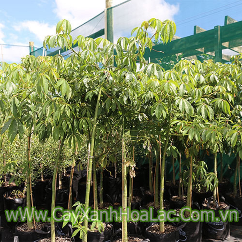 CÂY GIỐNG HOA MỸNHÂN ( Cây Gạo Hồng)