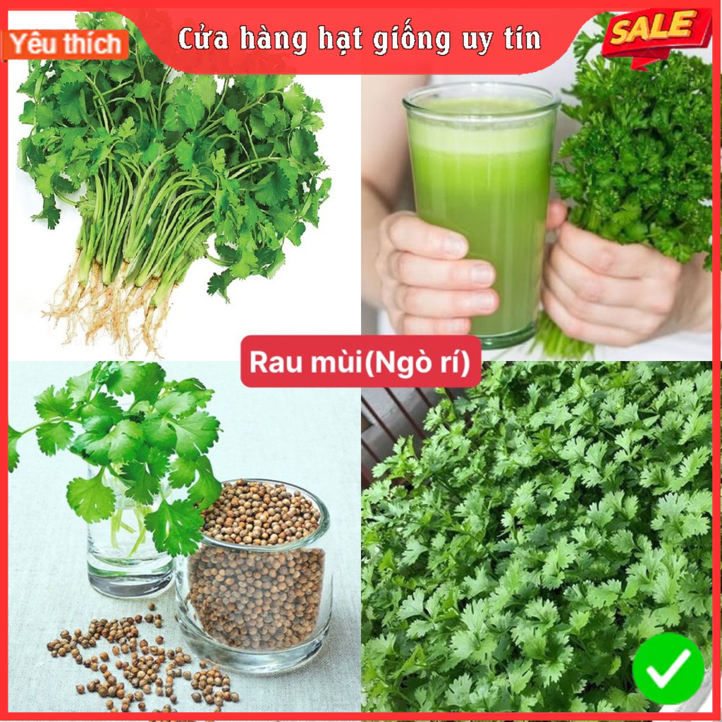 Hạt giống rau ngò rí ( mùi ta )-Gói 20gram