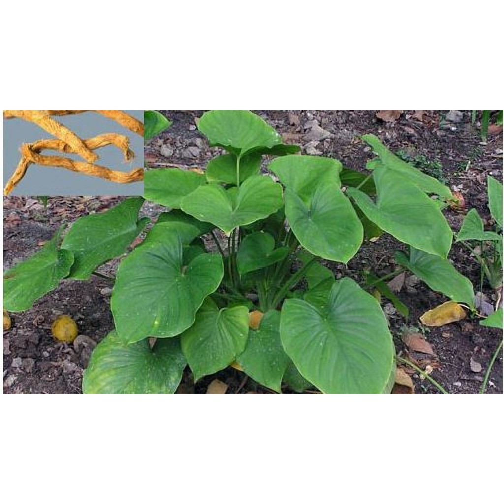 [FREESHIP - Xả Khô Máu] Cây giống thiên niên kiện combo 3 cây