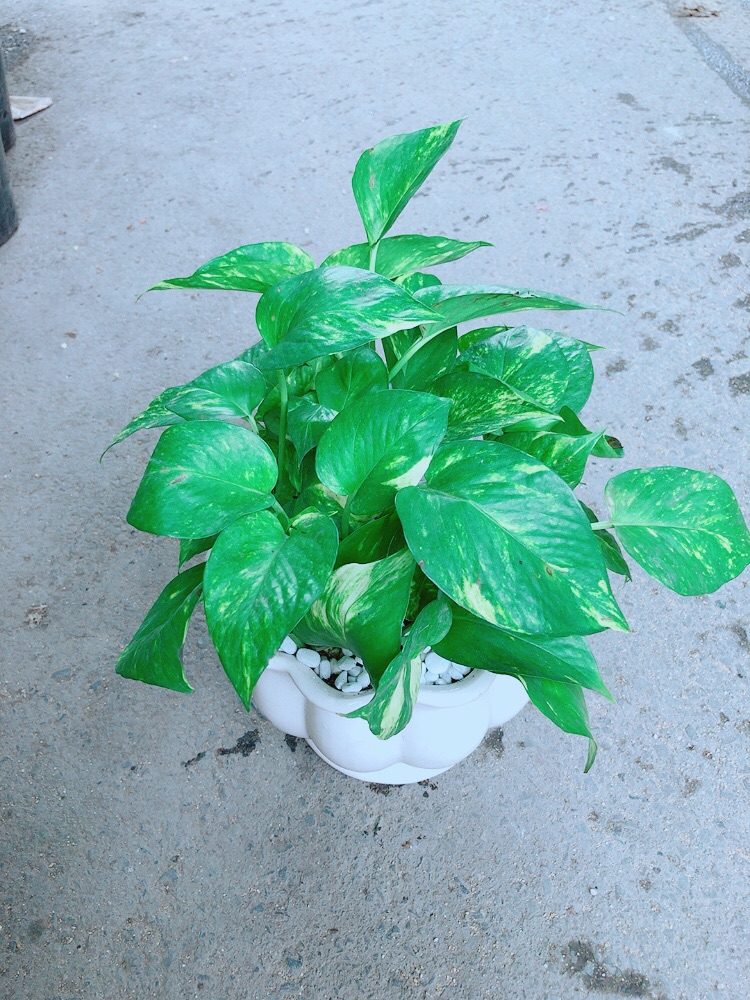 Chậu Trầu Bà Size Đại