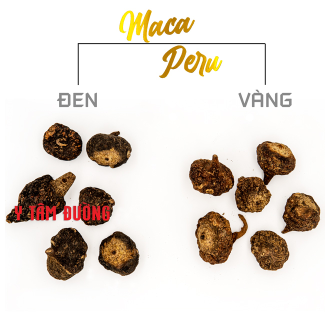 Sâm Maca Peru, củ khô màu Vàng và Đen