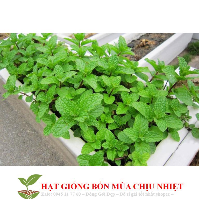 50A Hạt Giống Húng Bạc Hà 50H