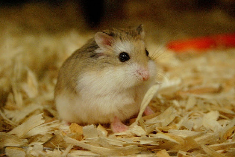 Mùn gỗ thơm lót chuồng cho Hamster, bọ ú, nhím, ...