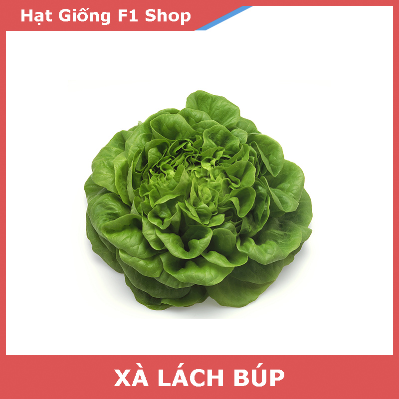 Hạt Giống Xà Lách Búp (Xà Lách Đăm) Ngon Ngọt