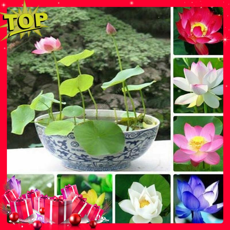 Bộ 04 Gói Hạt Giống Sen Nhật Mini Đã Cắt Đầu Hạt - Nảy Mầm Cực Chuẩn