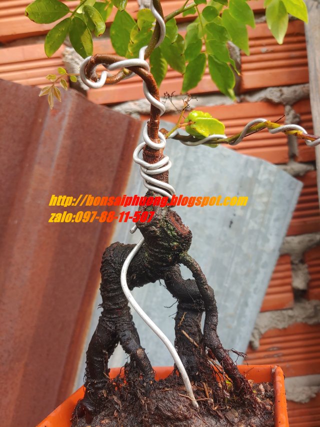 cây khế bonsai mini