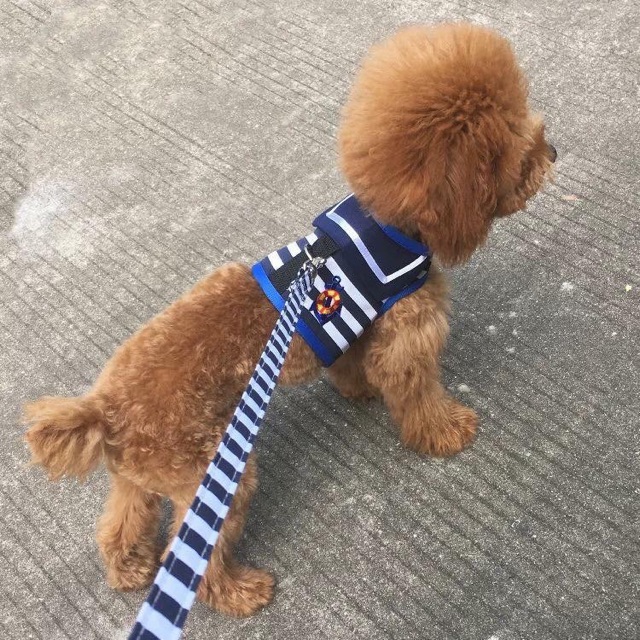 Áo yếm thuỷ thủ kèm dây dắt cho cún mèo🐶🐱