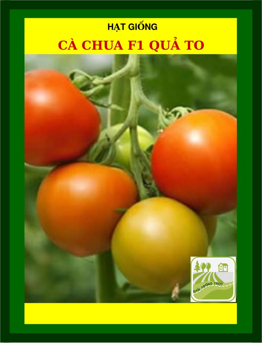 1G - Hạt Giống Cà Chua