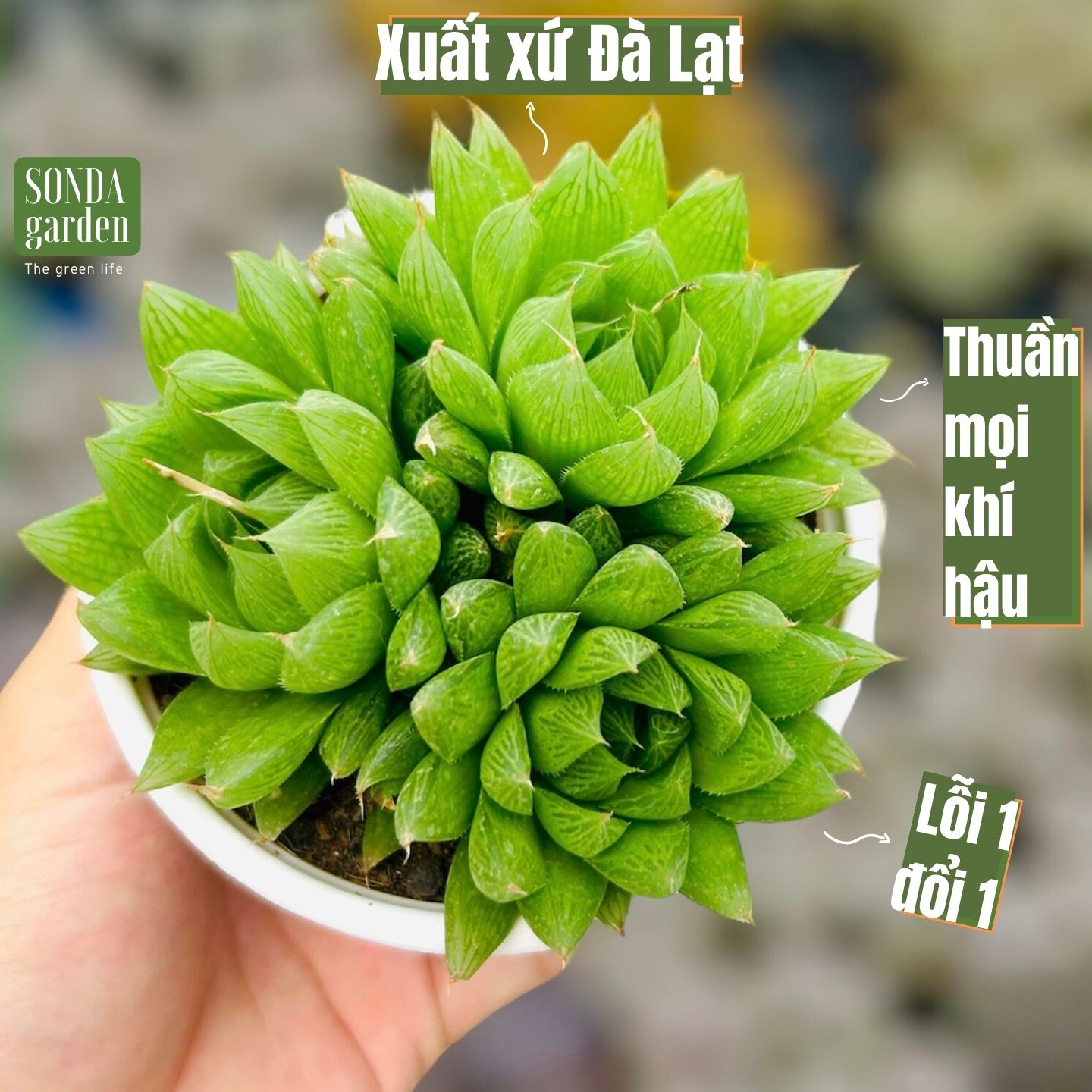 SEN ĐÁ DẠ QUANG SIZE TRUNG BÌNH LỖI 1 ĐỔI 1