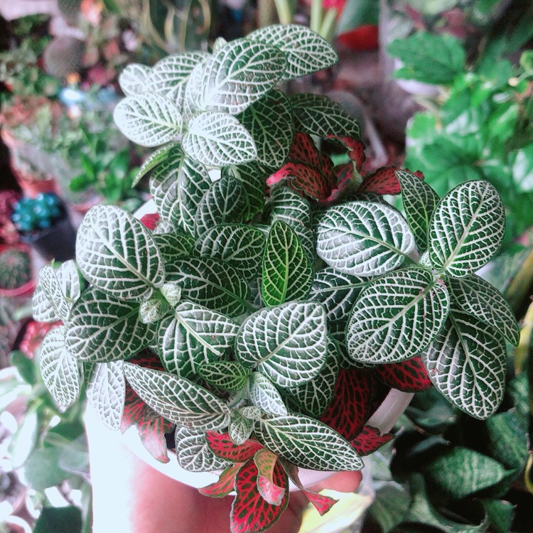 Chậu Cây Cẩm Nhung